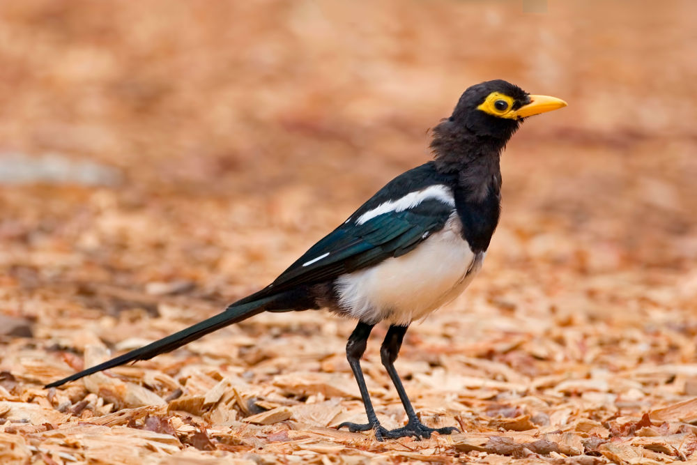 Yellow-billed Magpie