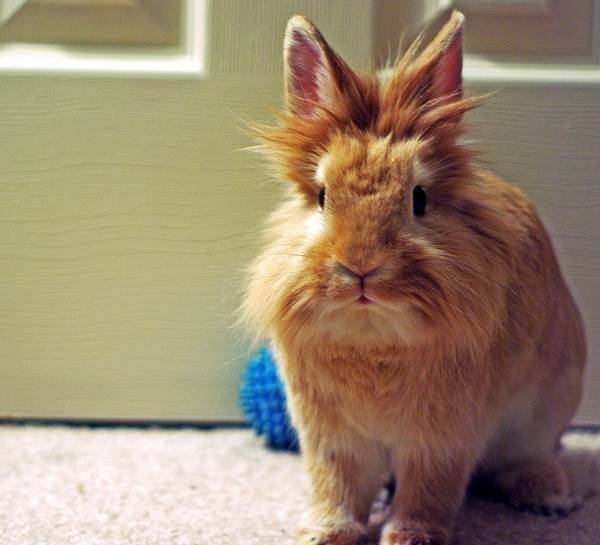 Accustoming pygmy rabbit to the toilet