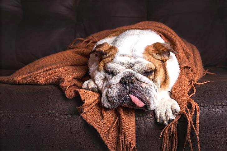 English bulldog