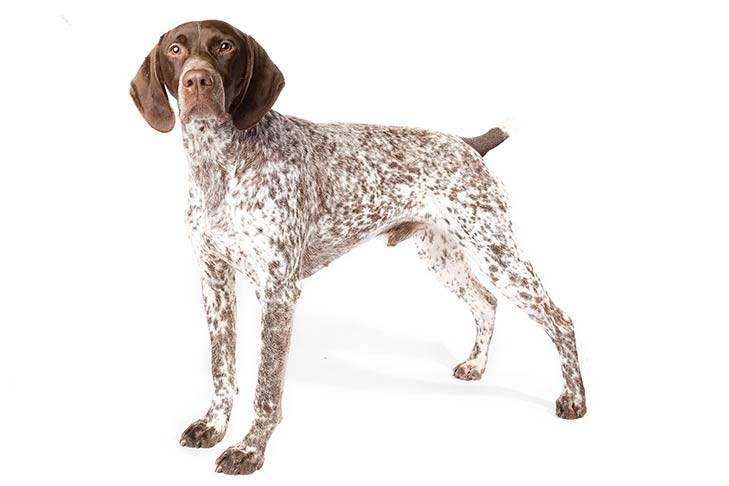 German Pointer
