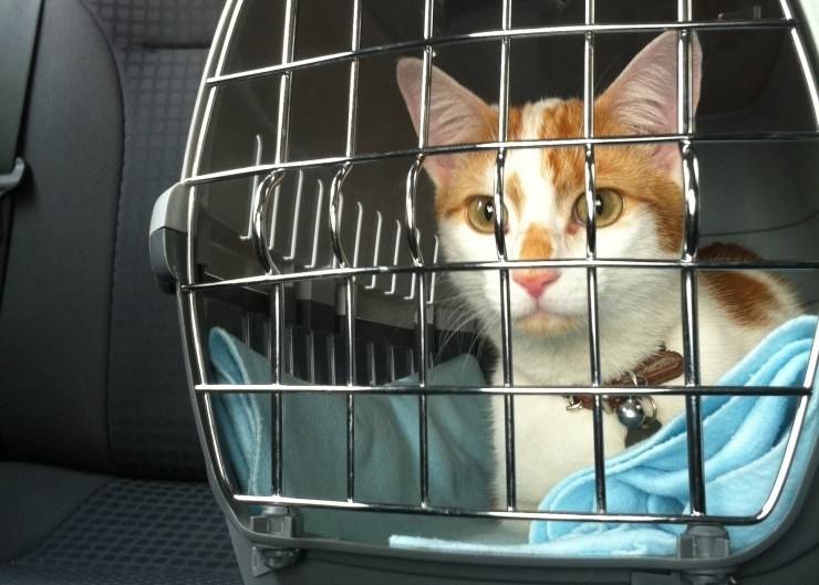 Comfortable journey of a cat