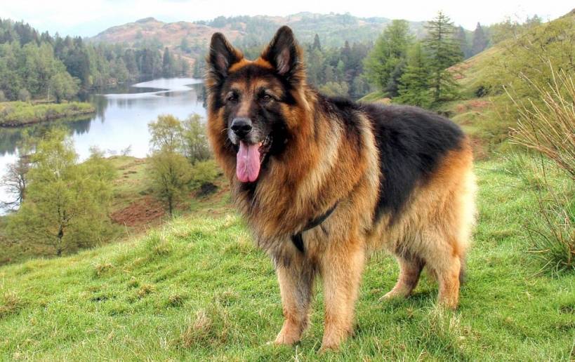 Long-haired German Shepherd