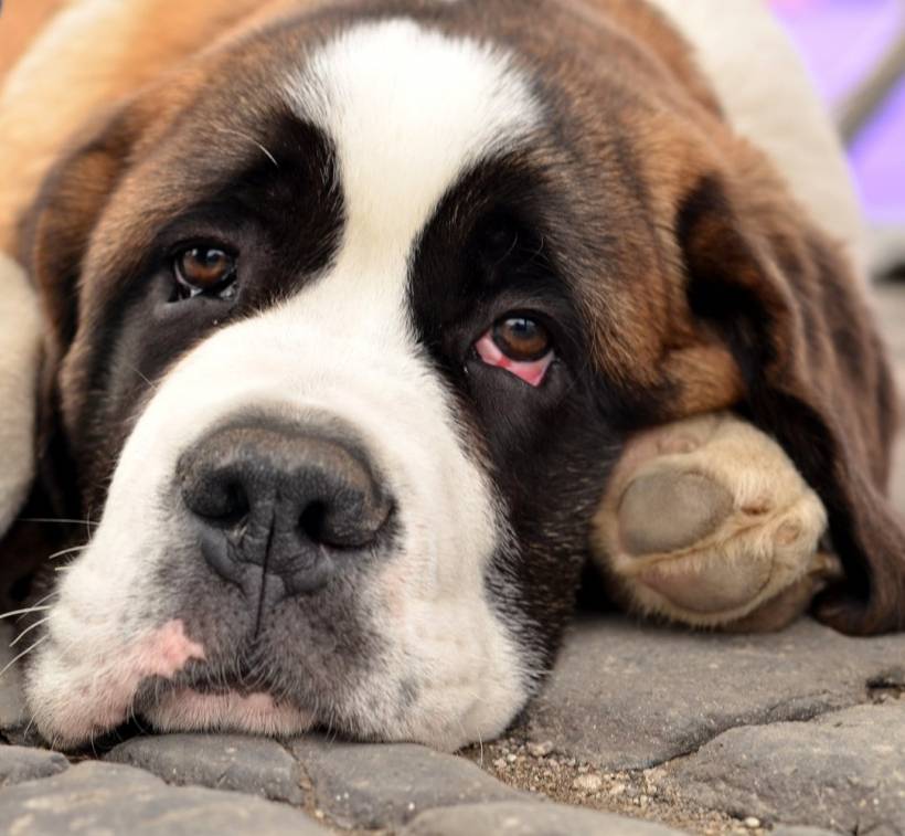 Best breeds of dog to live in apartments