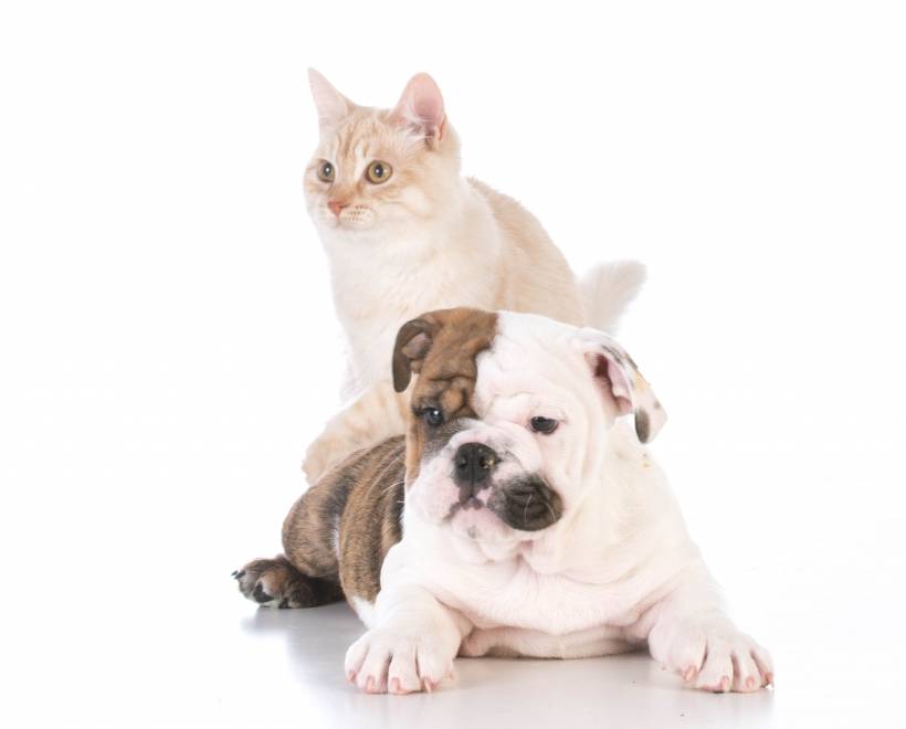Pet Insurance for your Dog or Cat