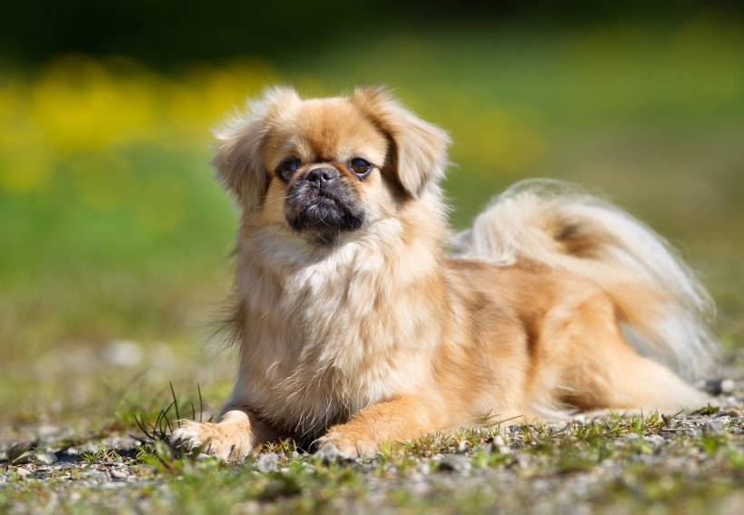 Take care about all the things a puppy needs