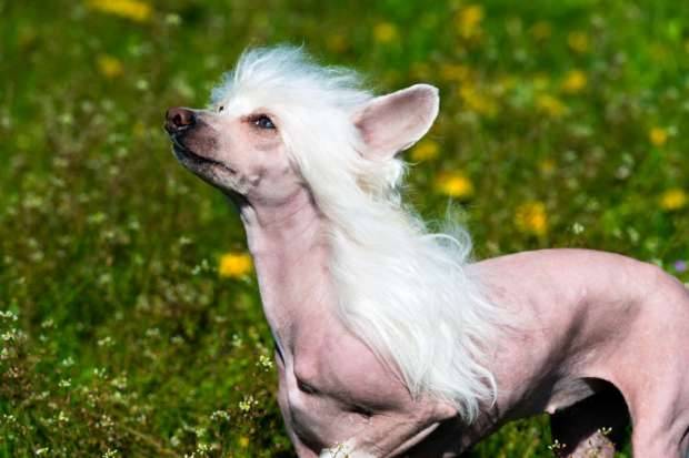 Secrets of the Chinese Crested Dog