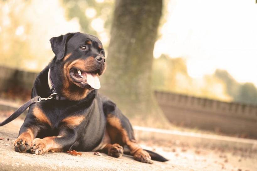 Rottweiler - a dog for a leader