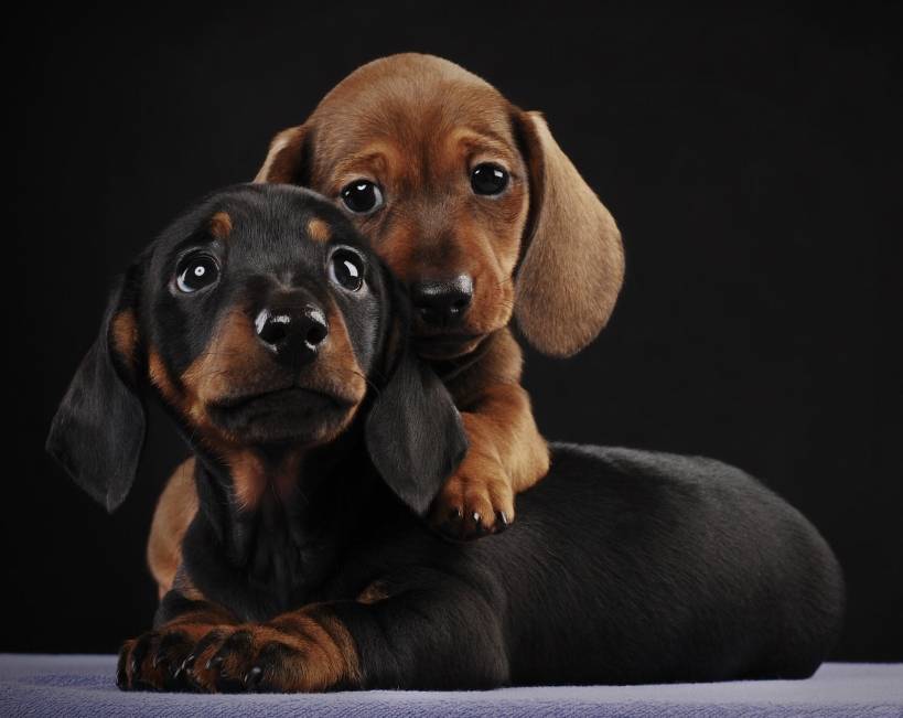 A puppy: how to choose