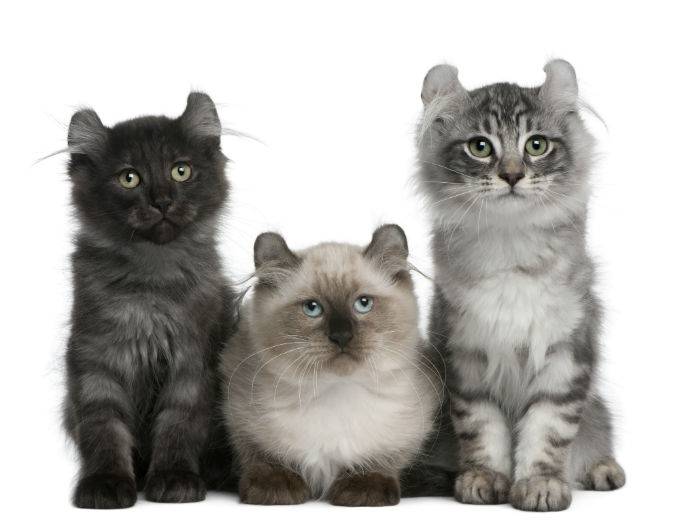 Cat breeds