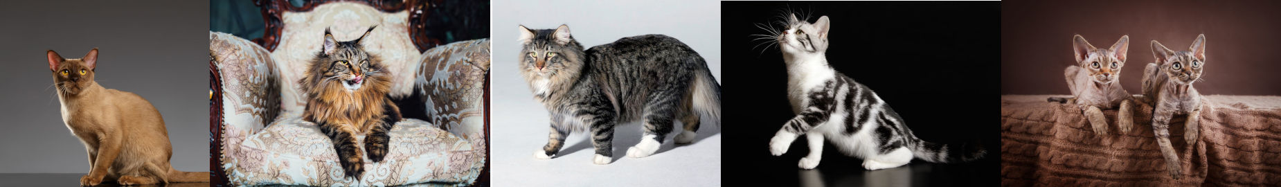 Cat Breeders: Choosing the Best Kitten for An Apartment