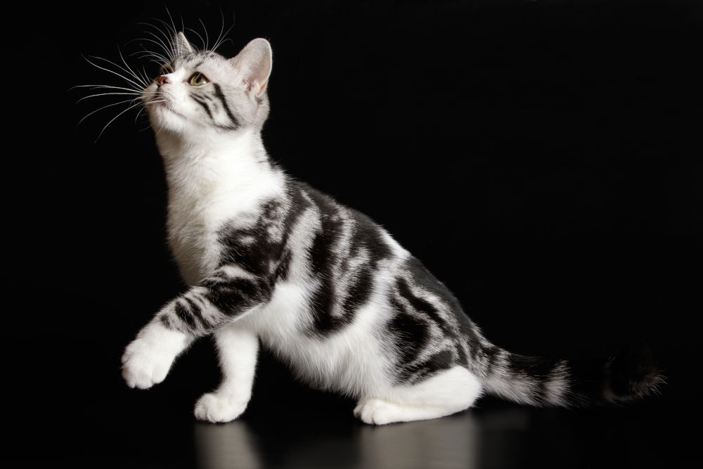 American Shorthair