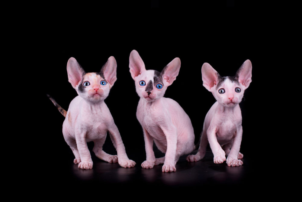 Cornish Rex