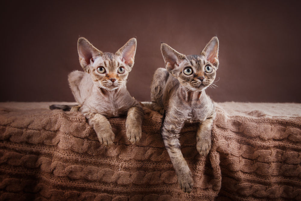 Devon Rex