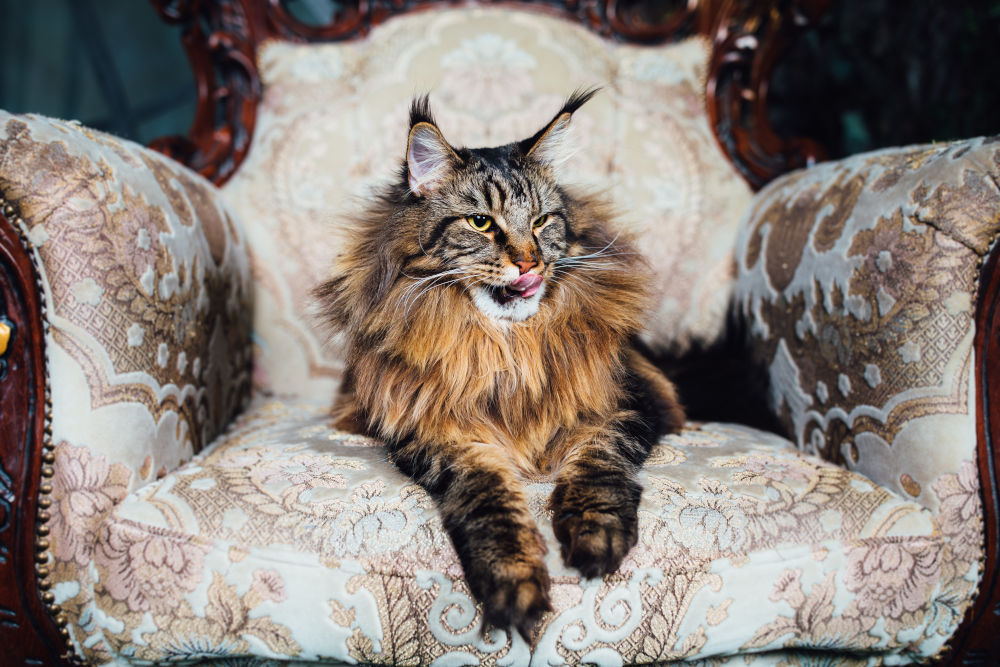 Maine Coon