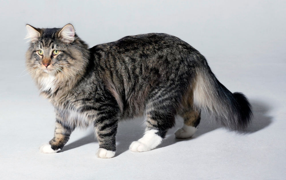 Norwegian Forest Cat