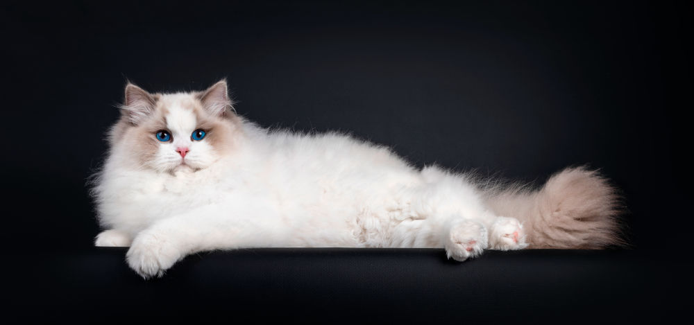 Ragdoll breed 2022