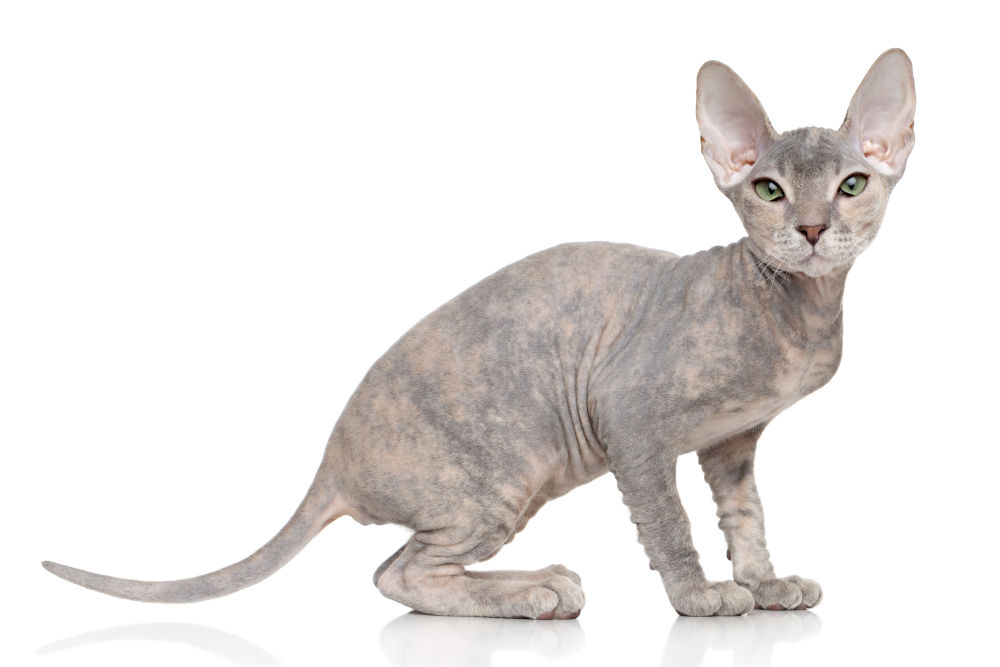 Sphynx cat breed 2022