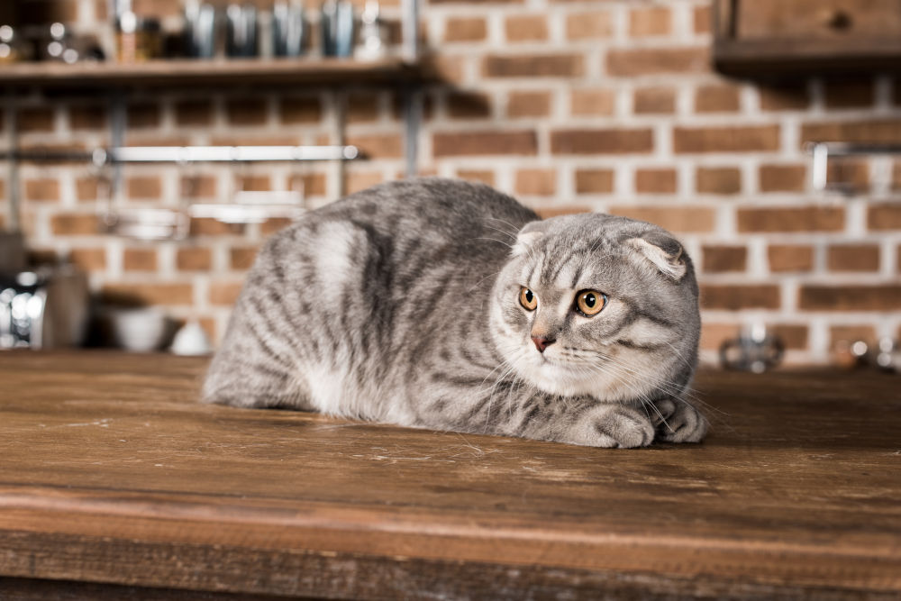 Scottish Fold