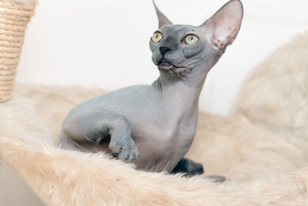 Sphynx