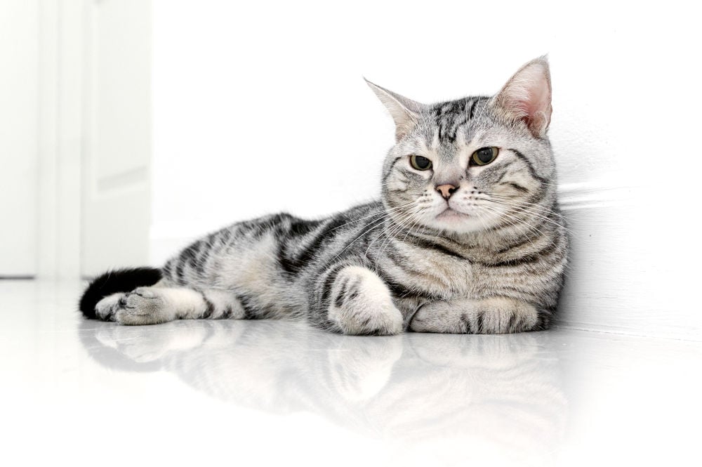 American Shorthair cat breed 2022