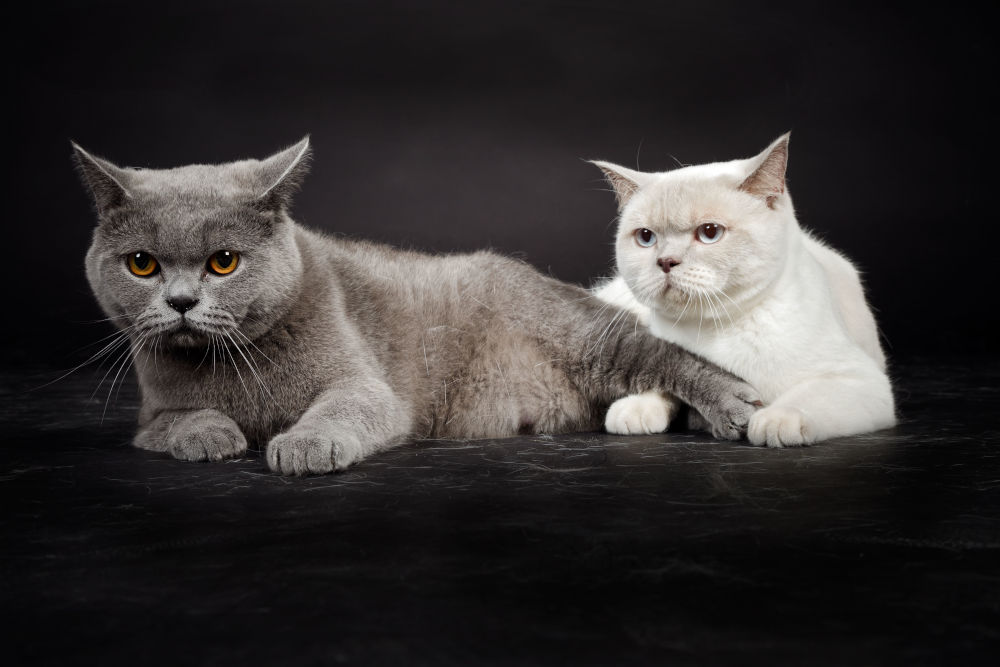 British Shorthair cat breed 2022