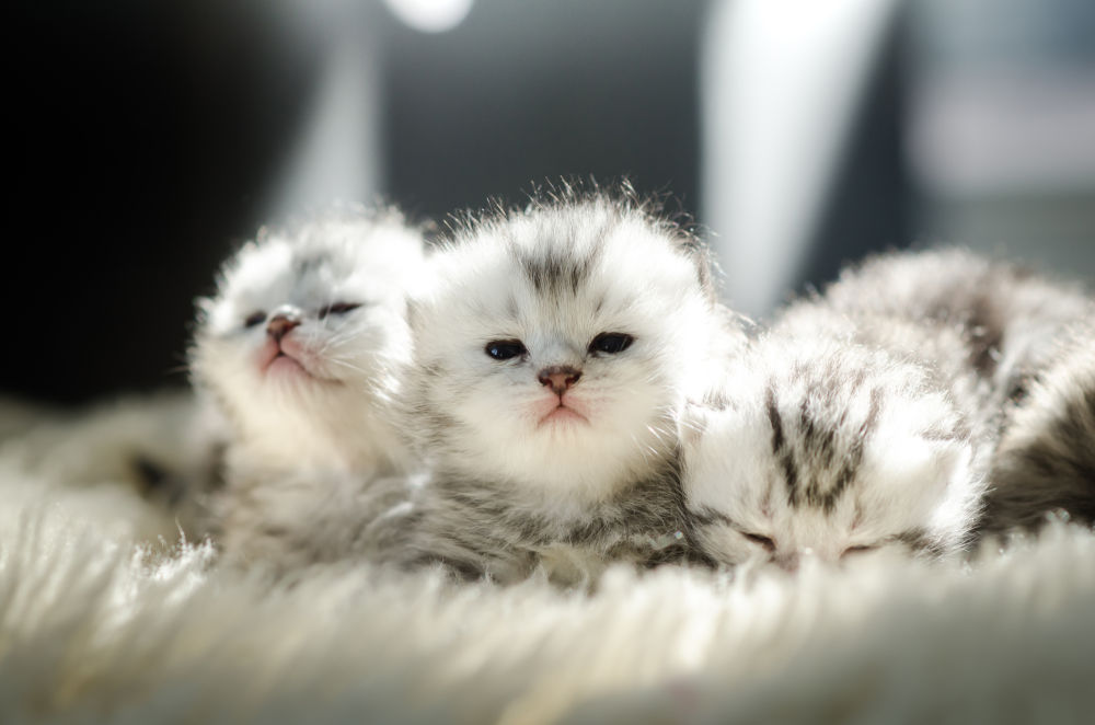 Life Cycle of Cats Life Cycle of Cats