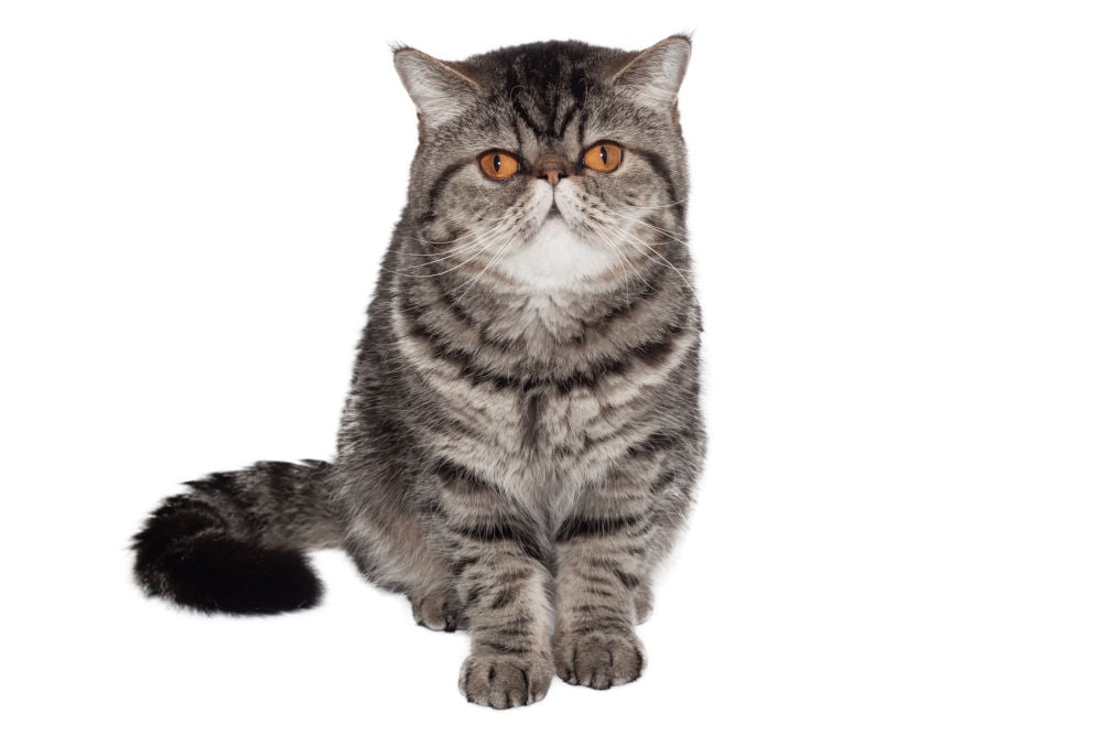Exotic Shorthair cat breed 2022
