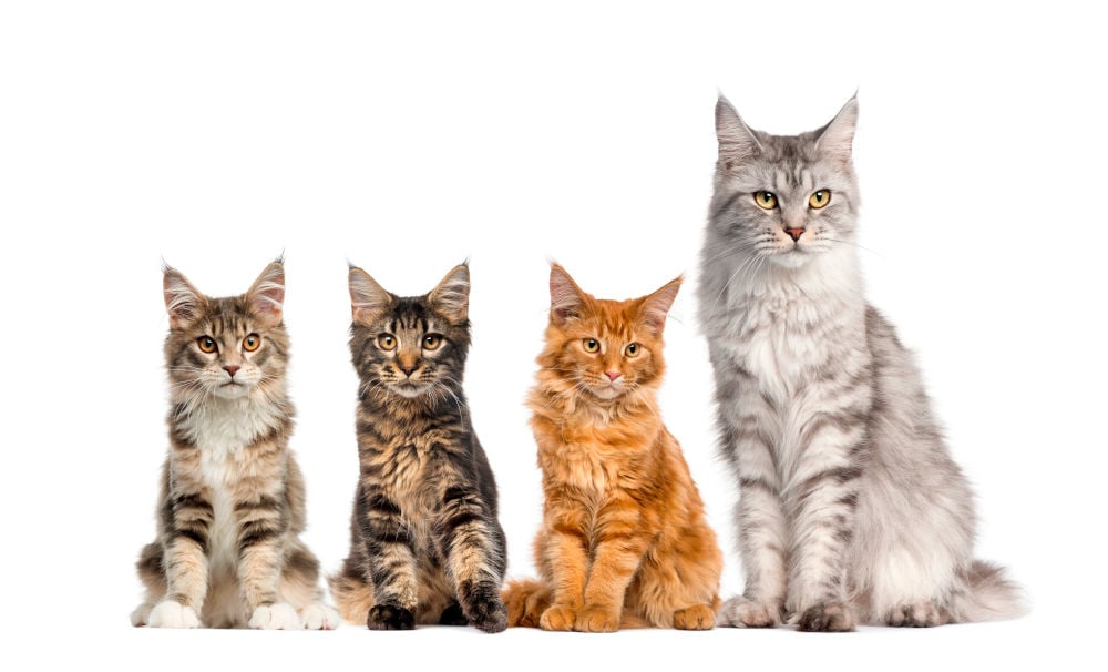 Maine Coon cat breed 2022