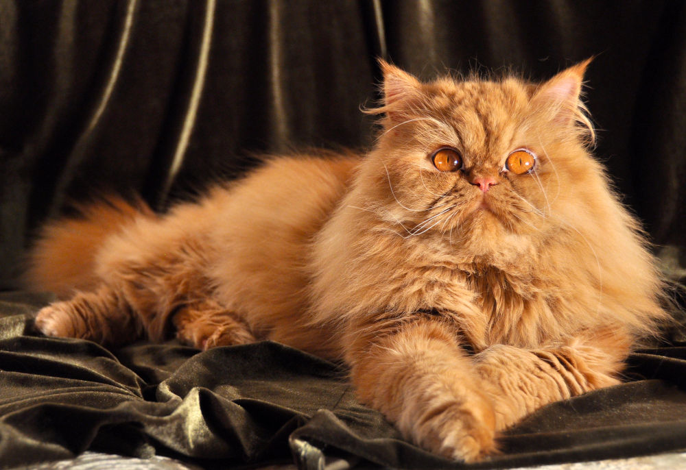 Persian cat breed 2022