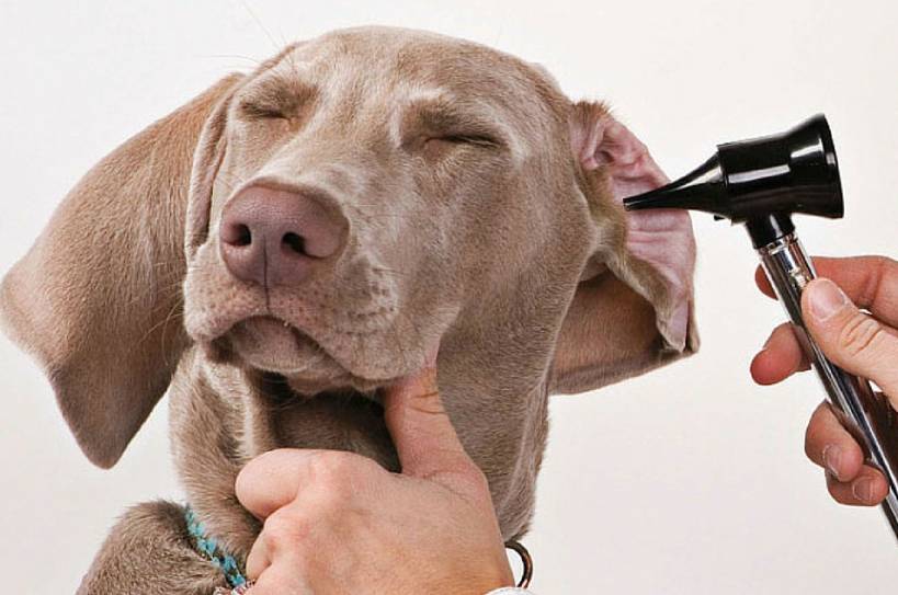Most Common Dog Diseases You Need to Know
