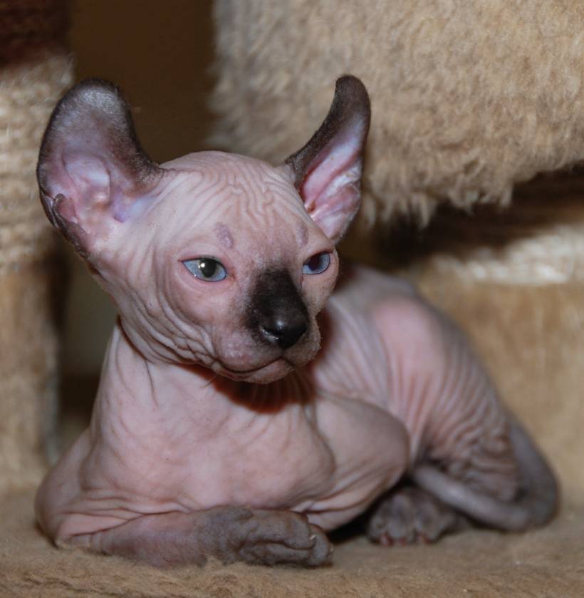 Cat breeds with unusual ears and tails