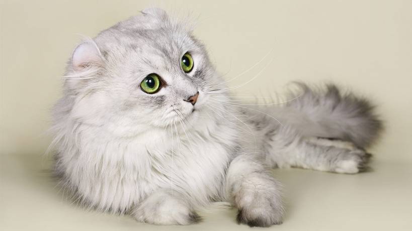 Amazing cats’ breeds