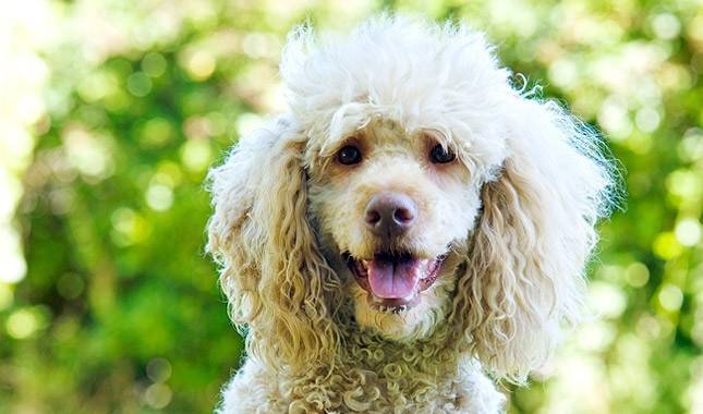 The Ultimate Guide to Poodle Diseases and Health Issues