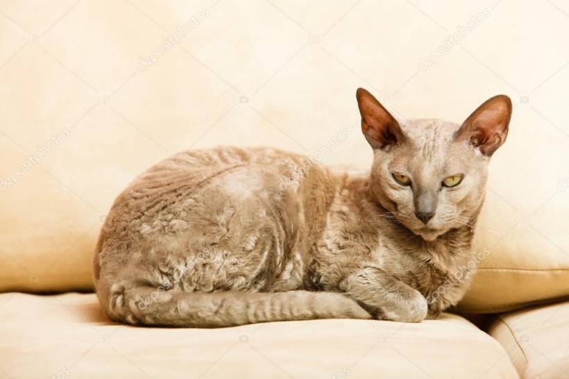 Does a cat need a collar?
