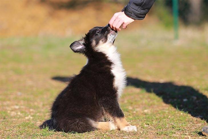 A few tips on how to learn a person to train his dog