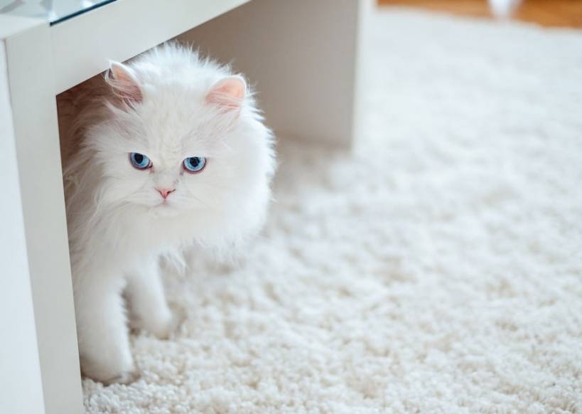 Types of Indoor Environments to Keep Your Cat Healthy
