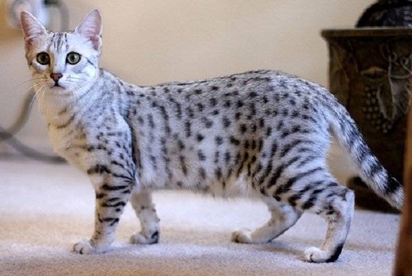 Egyptian Mau - best friend of the family