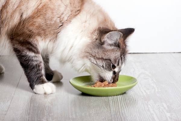 What to feed a cat