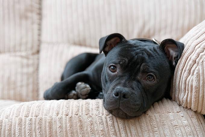 Facts about the Staffordshire Bull Terrier