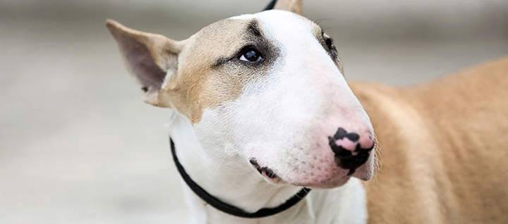 Bull terrier teeth: how to care for them