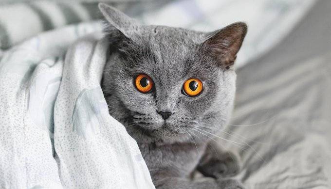 Cats of this breed have a fairly compact exterior