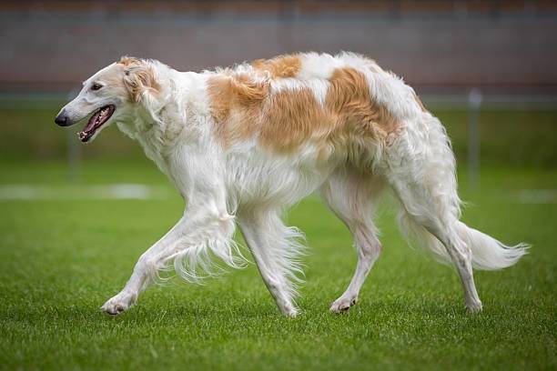 Long-haired breeds greyhounds
