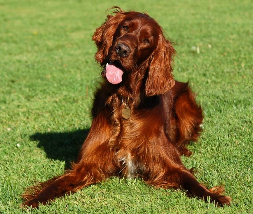 Irish setter