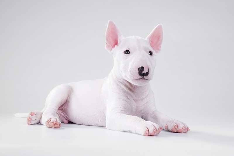 Miniature Bull Terrier