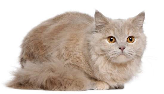Long-haired cats: the secrets of care