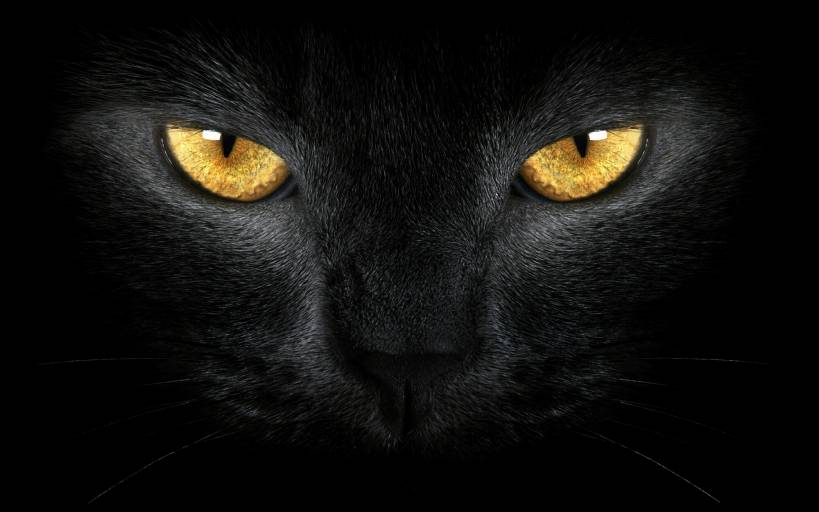 Superstitions related to a cat