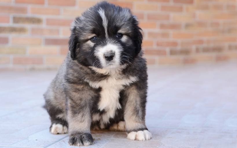 How to choose a Caucasian Shepherd puppy