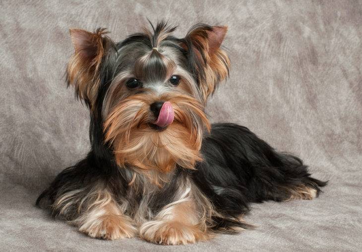 Content rules Yorkshire Terriers