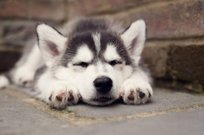 How choose diet for siberian husky? Useful recommendations.