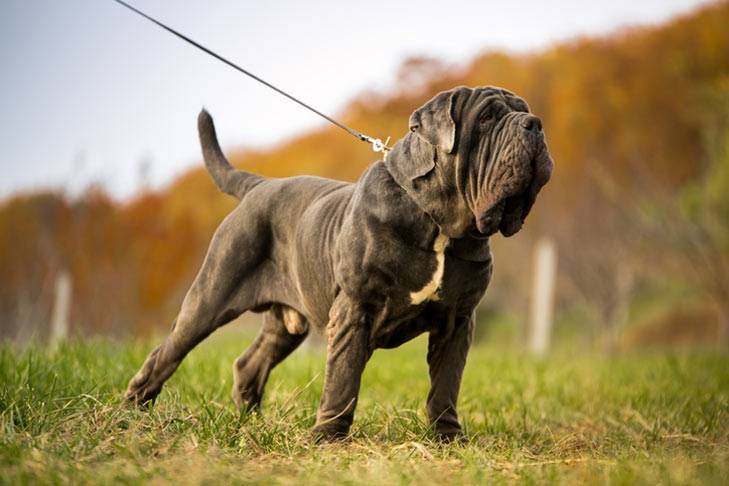 Neapolitan Mastiff: start or not start?